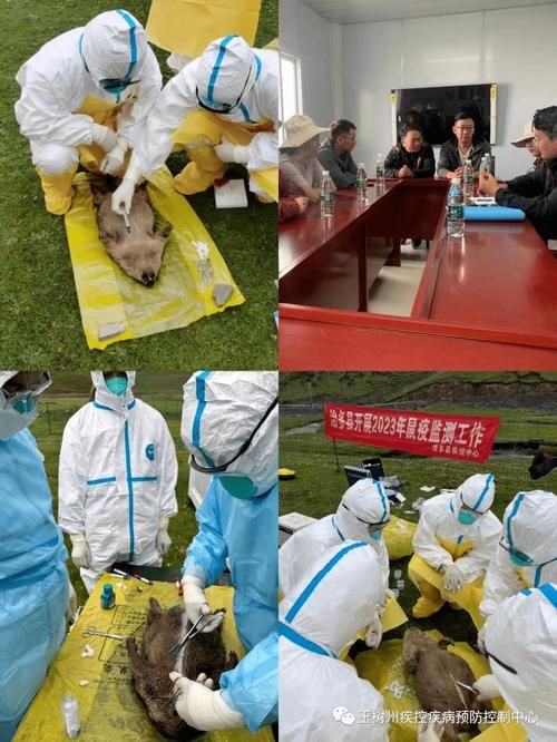 关于青海玉树藏族自治州治多县新增2例阳性感染者，从涉2省抵云南省大理白族自治州鹤庆县的信息
