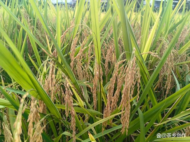 广西壮族自治区百色市凌云县疫情静默最新消息/广西百色凌云县新闻网