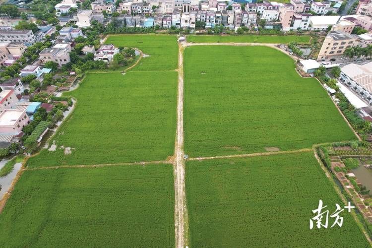 广东中山阜沙镇境外输入已反弹8地_中山重点发展区域阜沙镇