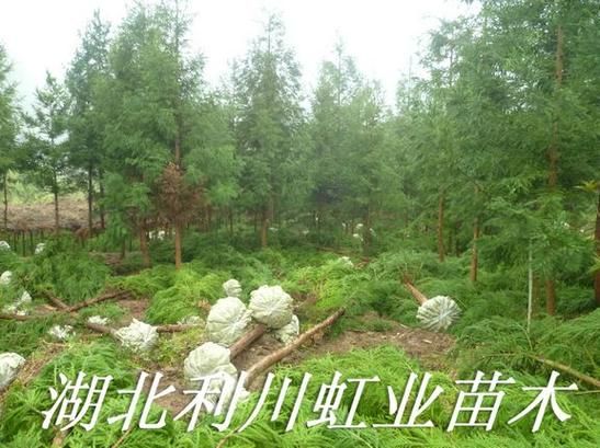 湖北恩施土家族苗族自治州利川最新通告：所有人员足不出户/湖北恩施利川地理位置