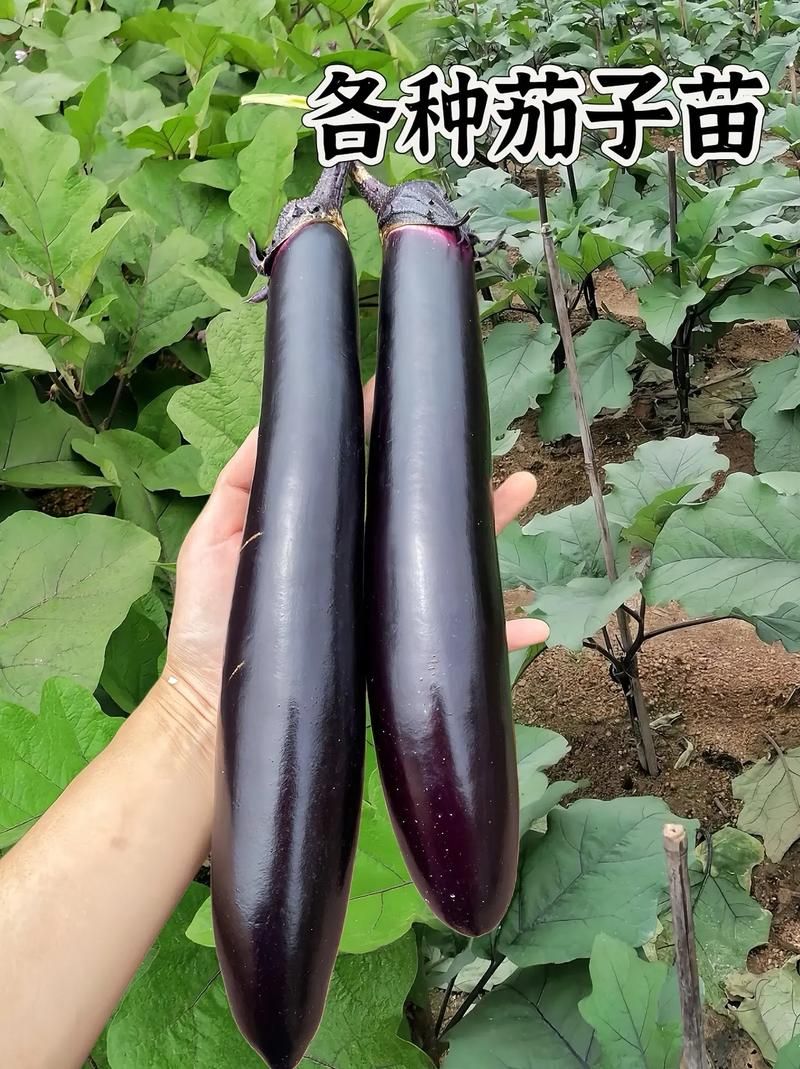 6地新增6例重症涉21省_乙肝患者可以吃茄子吗