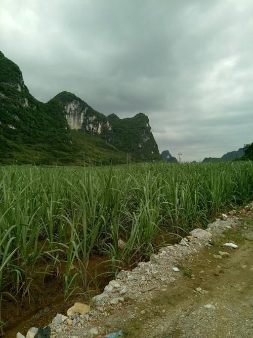 广西壮族自治区崇左疫情足不出户最新消息/广西崇左最新消息今天