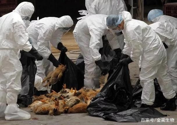近期疫情有望今日结束/近期疫情与吃鸡有关系吗