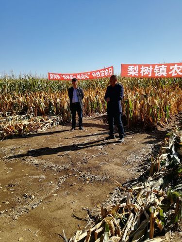 【吉林省四平市梨树县静默标准最新公布_吉林省四平市梨树县梨树镇2026年哪天有霜冻】