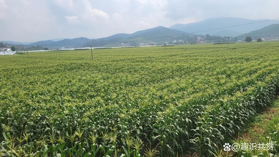 专家:云南楚雄彝族自治州武定县每年或现多个感染高峰/云南楚雄州武定县高桥镇未来24小时天气预报